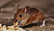 24 Hour & Emergency Exterminators in McMinnville, TN